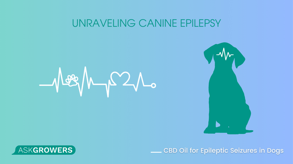 cannabis CBD oil for seizures in dogs